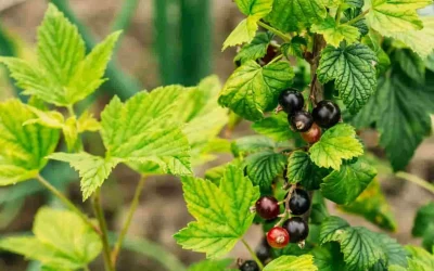 Bienfaits du bourgeon de cassis : guide complet de la gemmothérapie