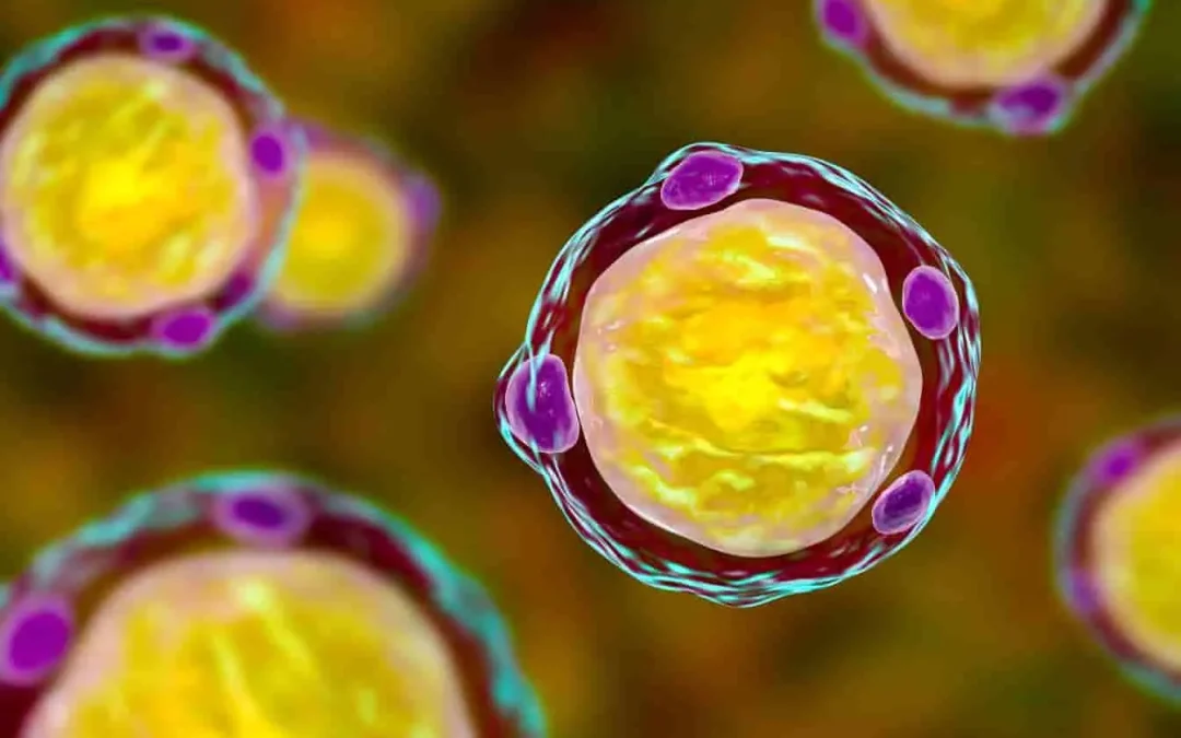 Blastocystis hominis : faut-il s&rsquo;inquiéter de ce parasite intestinal ?