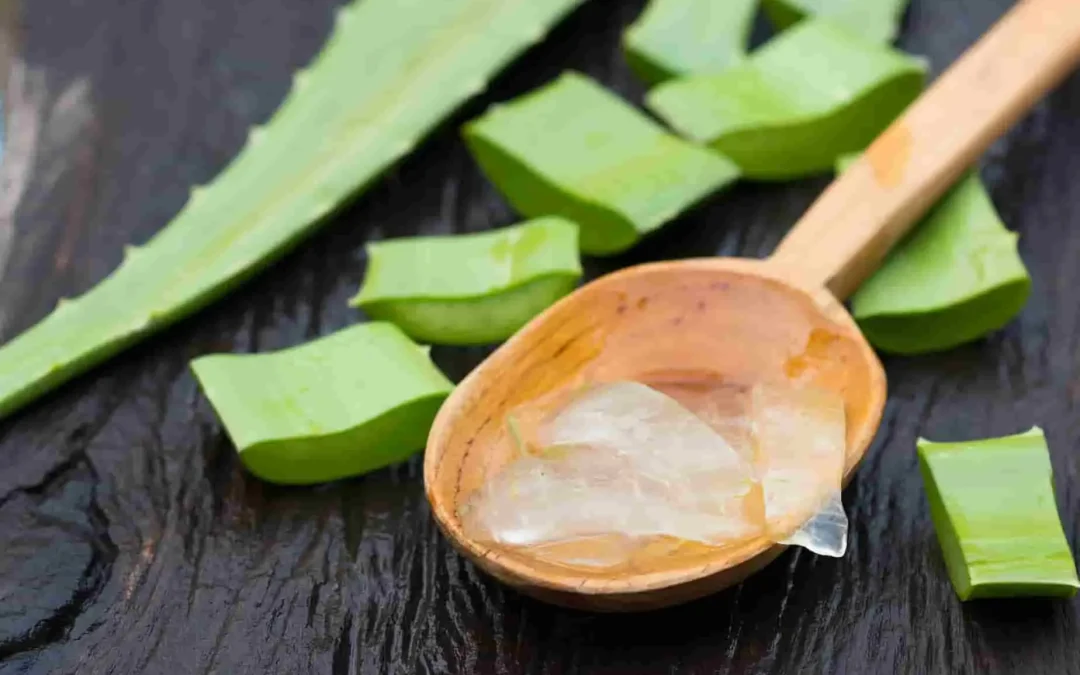 Les dangers de l&rsquo;Aloe Vera : effets secondaires, toxicité et précautions essentielles