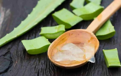 Les dangers de l’Aloe Vera : effets secondaires, toxicité et précautions essentielles