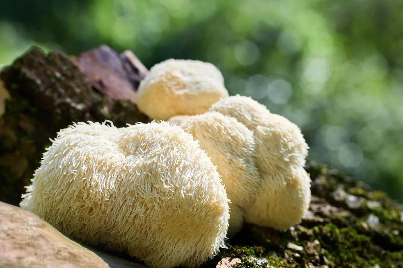 Crinière de lion en pleine forêt, champignons aux filaments blancs sur tronc humide