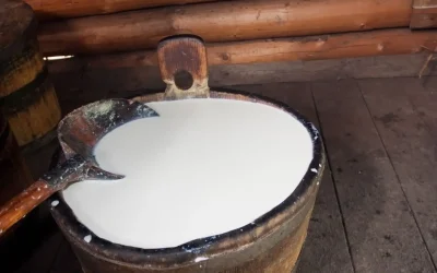 Lactose et lait de brebis : teneur, digestion et alternatives pour les intolérants