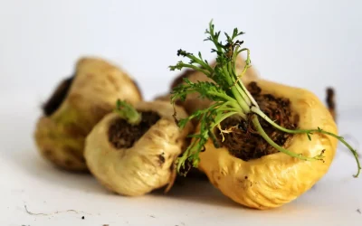 Maca du Pérou : bienfaits, dosage et guide complet sur le « super-aliment » des Andes