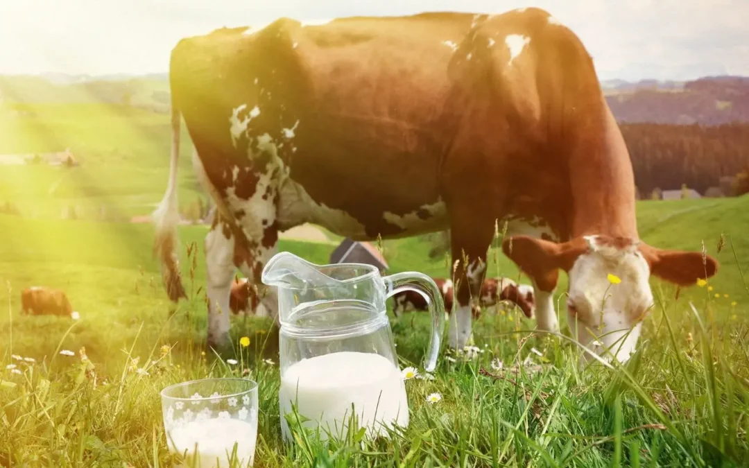 Le lait de vache est-il bon pour la santé ? Vérités et contre-vérités