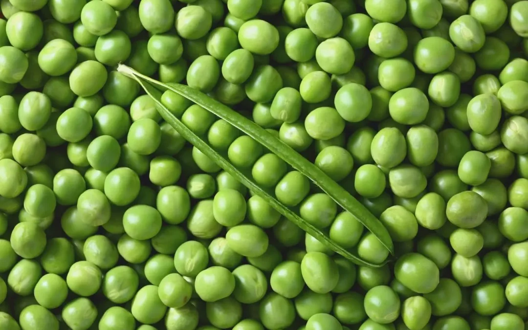 Protéine de pois : guide complet