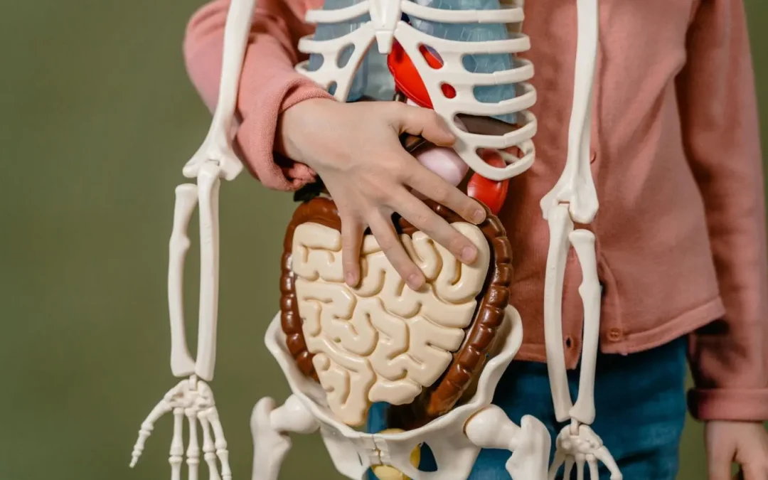 Syndrome de l&rsquo;intestin perméable : reconnaître les symptômes et comprendre l&rsquo;hyperperméabilité intestinale