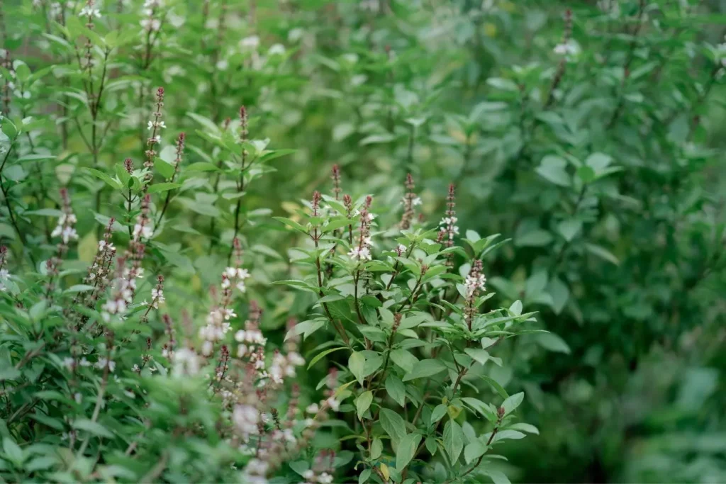Champ dense de plantes vertes aux fleurs blanches et roses, image qui illustre la vitalité et l’équilibre des plantes adaptogènes.