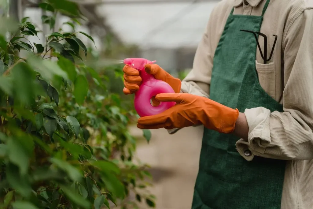 Personne en gants orange vaporisant des plantes vertes avec pulvérisateur rose, image qui illustre l’usage de la terre de diatomée pour protéger le jardin.