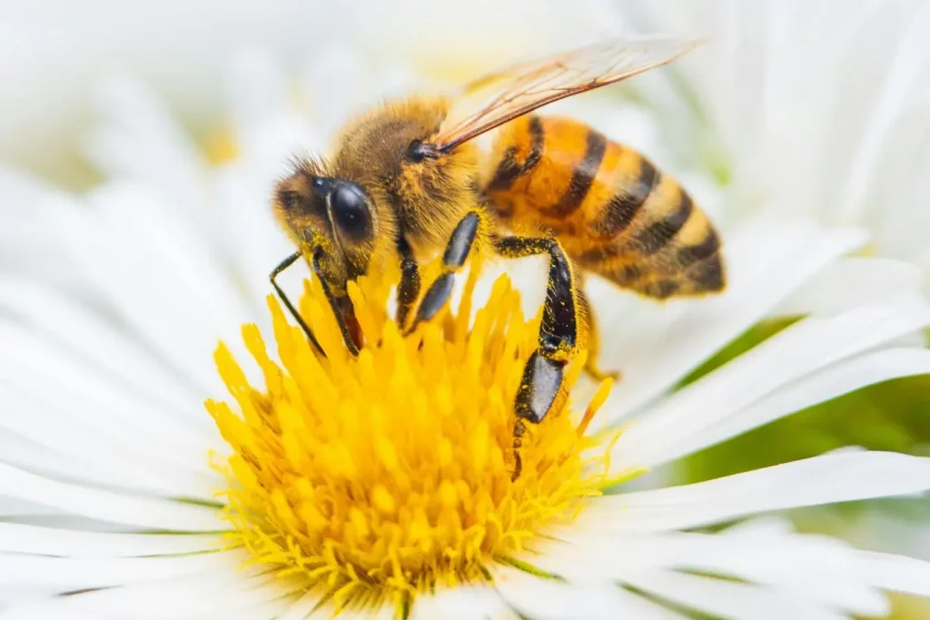 Gros plan sur abeille avec pattes couvertes de pollen, reflet des symptômes d’allergie au pollen.
