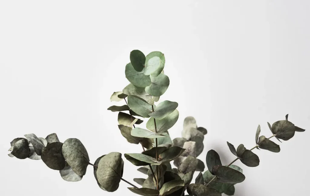 Feuilles rondes d’eucalyptus séchées sur fond blanc, reflet des causes et symptômes de l’anosmie et des solutions pour retrouver l’odorat.